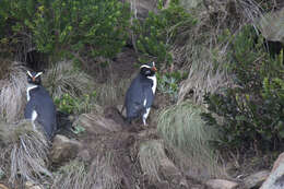 Image of Fiordland Crested Penguin