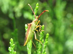 Image of Gonocerus juniperi Herrich-Schäffer 1839