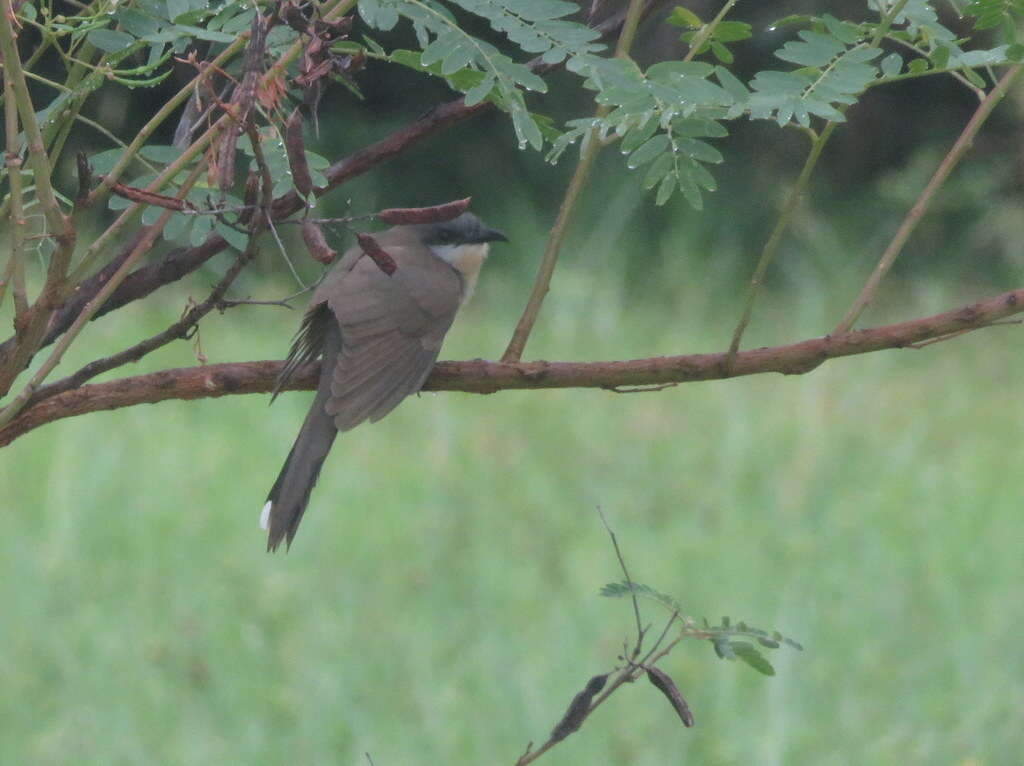 Image of Dark-billed Cuckoo