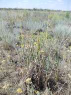 Image of Achillea micrantha Willd.