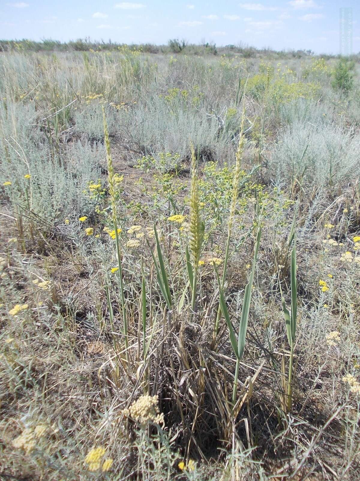 Achillea micrantha Willd. resmi