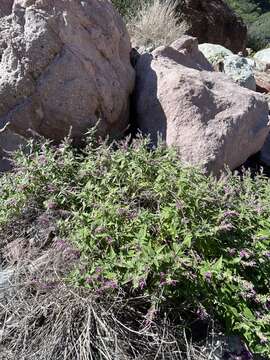 Image of Salvia peninsularis Brandegee