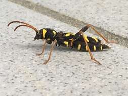 Image of Clytus tropicus (Panzer 1795)