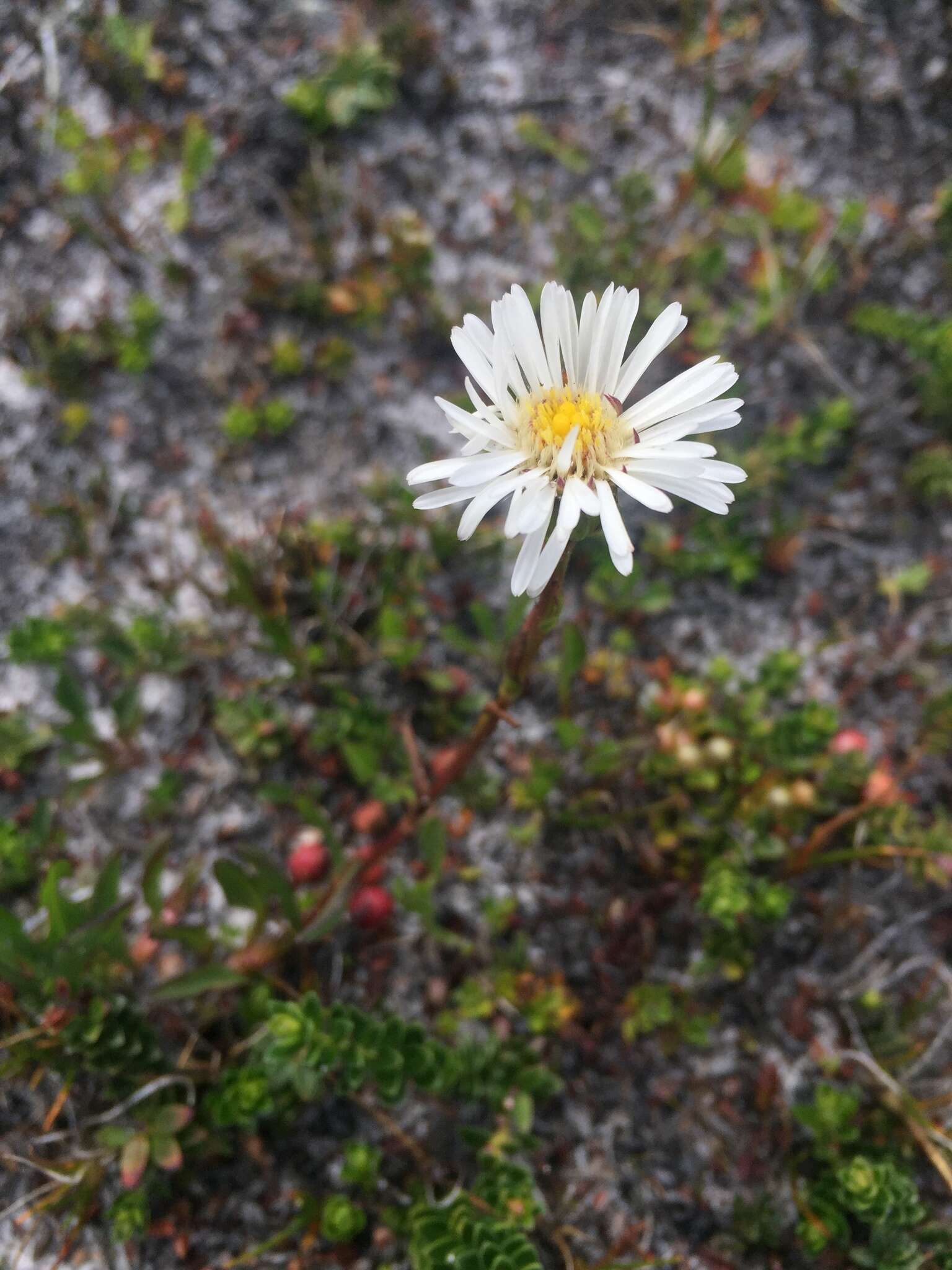 Image of Symphyotrichum vahlii (Gaud.) G. L. Nesom