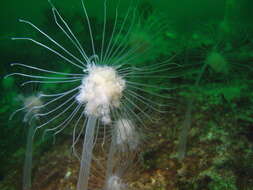 Image of nodding hydroid