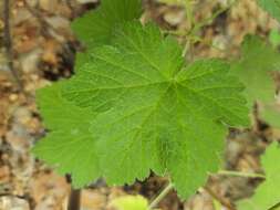 Image of Ribes spicatum subsp. hispidulum (Jancz.) L. Hämet-Ahti