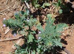 Image de Verbena bracteata Cav. ex Lag. & Rodr.