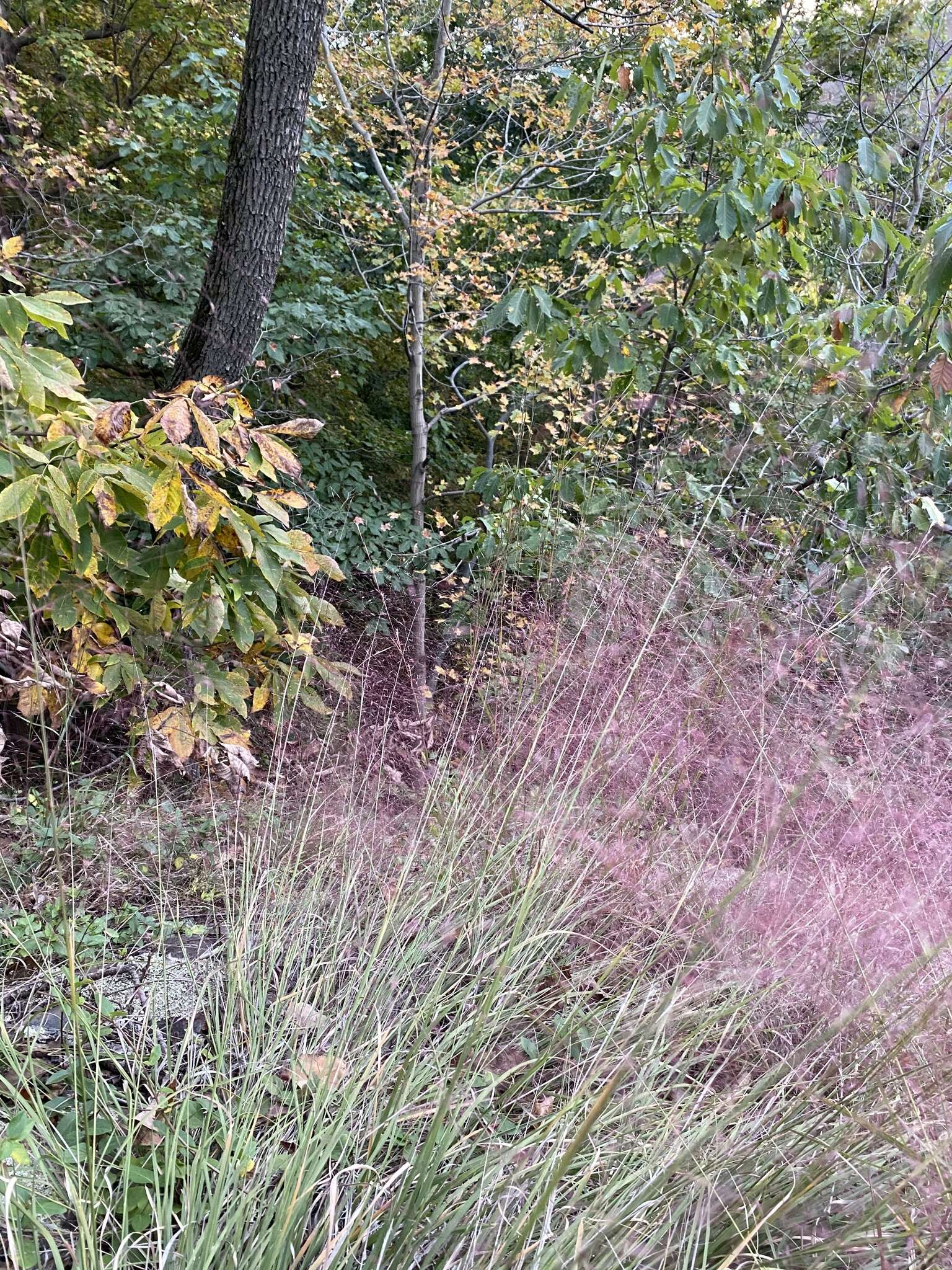 Image of Muhlenbergia capillaris var. capillaris