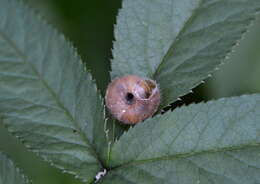 Image of Furry Hair Snail