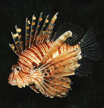 Image of Common lionfish