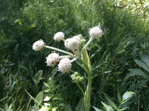 Image of Swamp Whiteheads