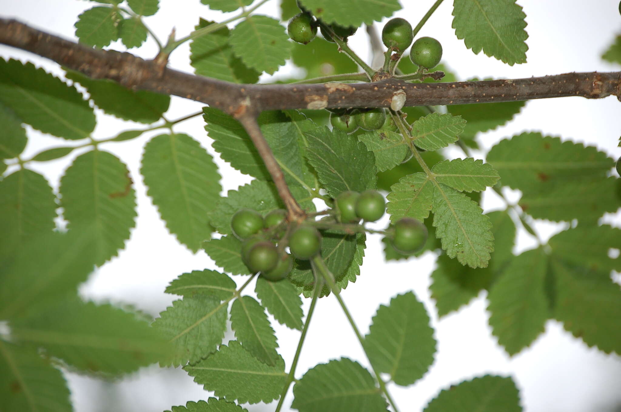 Image of Bursera tomentosa (Jacq.) Triana & Planch.