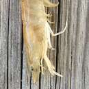 Image of Bait shrimp