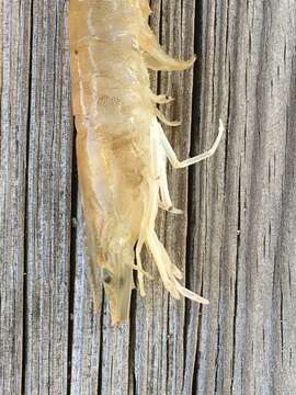 Image of Bait shrimp