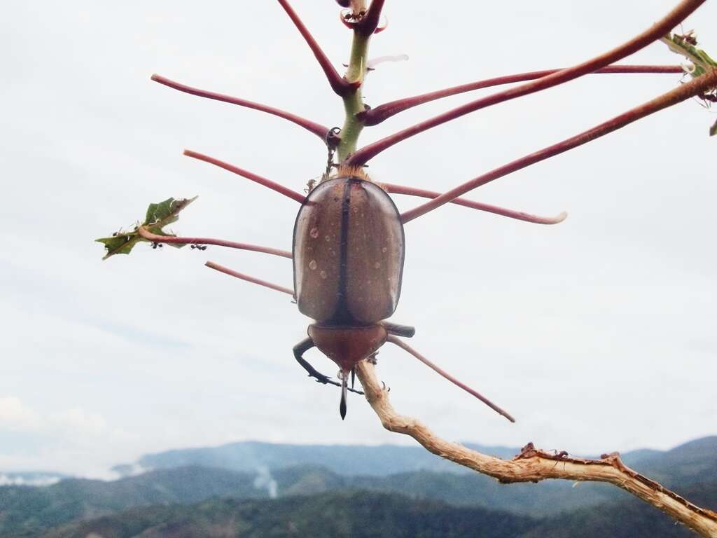 Image of Golofa porteri Hope 1837