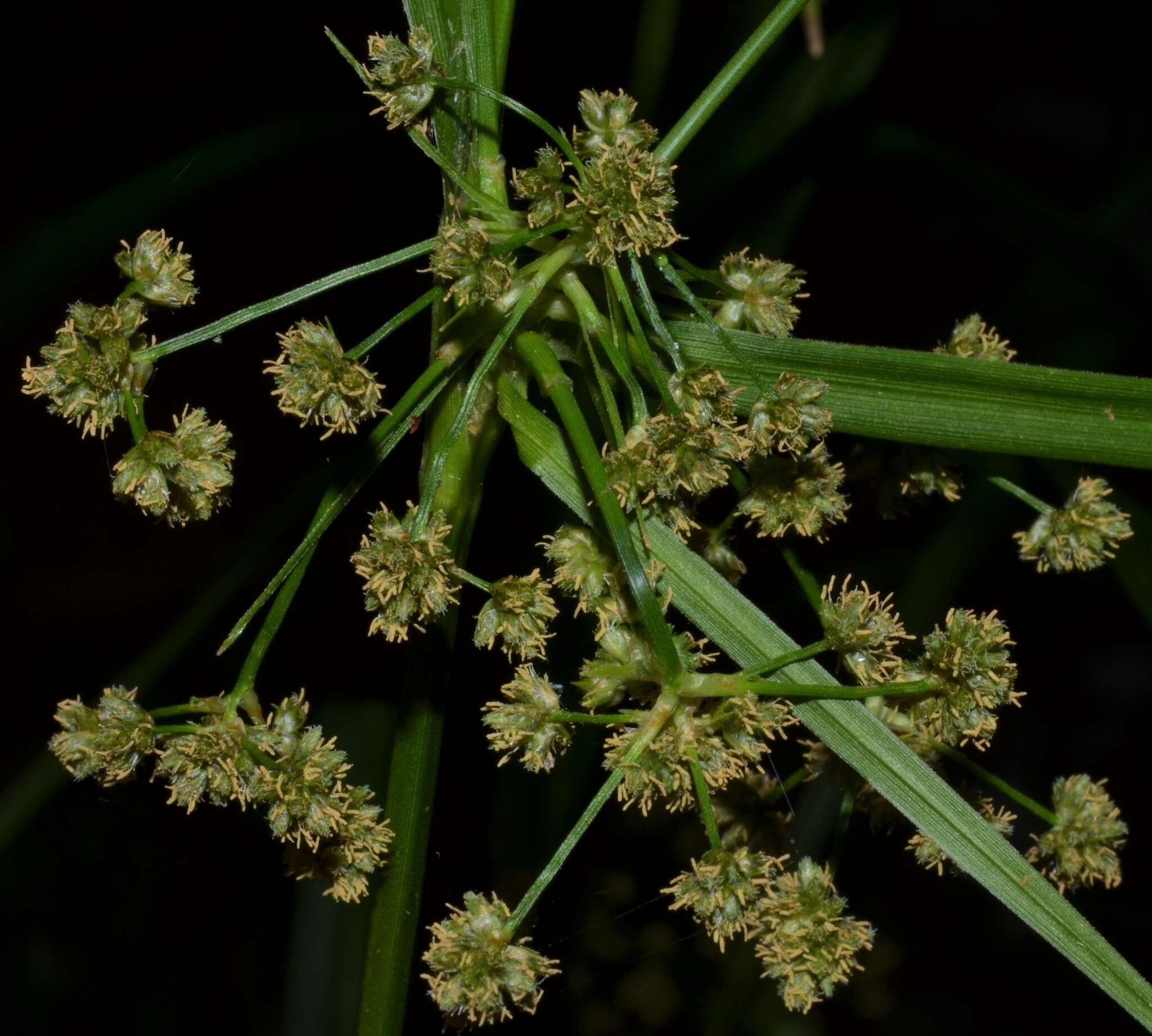 Sivun Scirpus georgianus R. M. Harper kuva