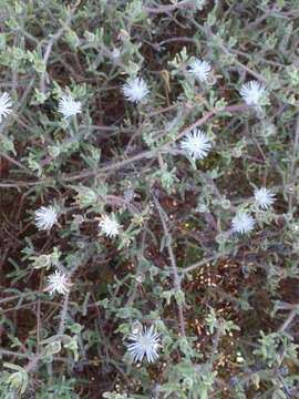 Image of Drosanthemum calycinum (Haw.) Schwant.