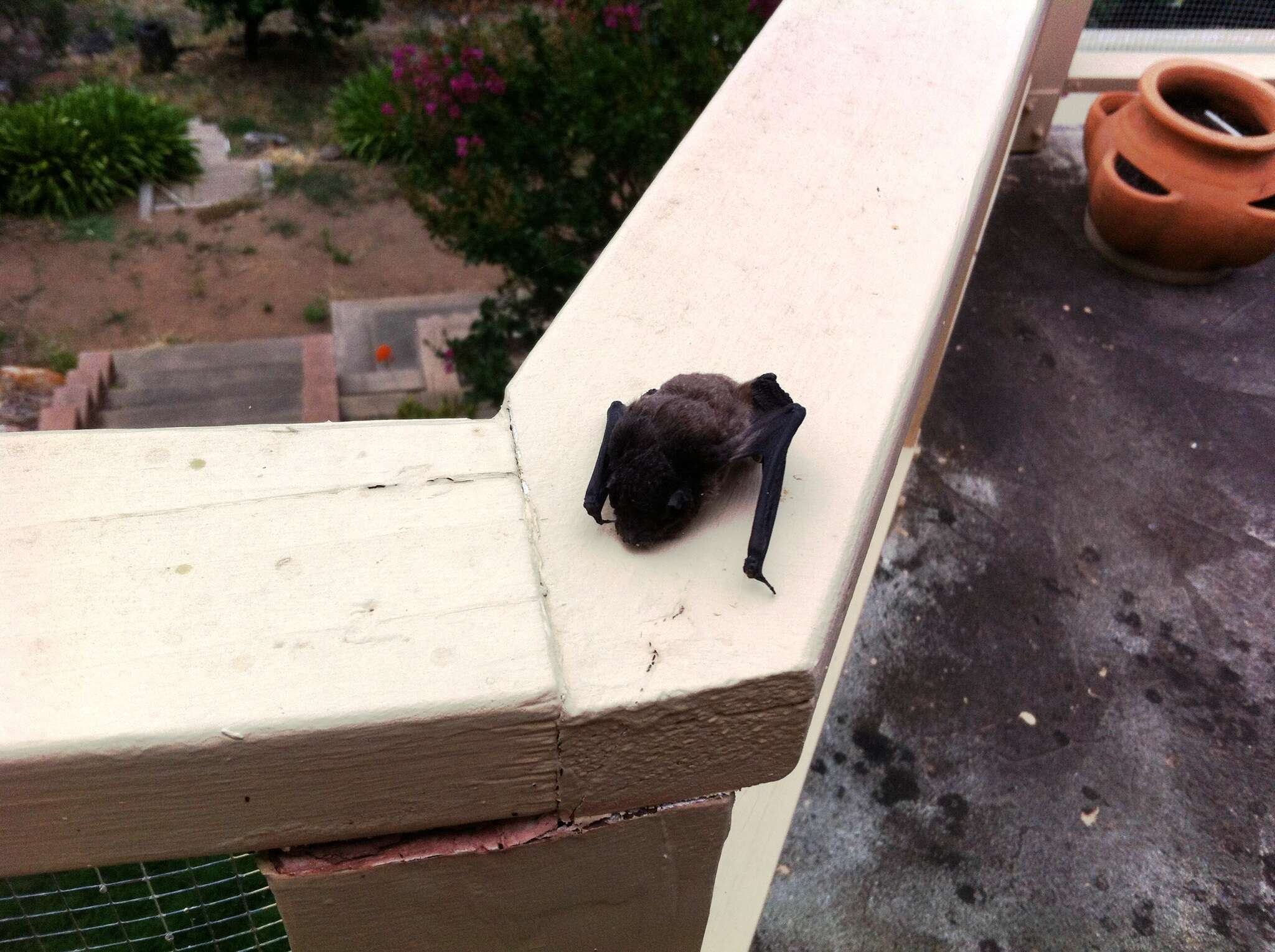 Image of Gould's Wattled Bat