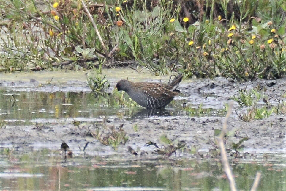 Image of Australian Crake