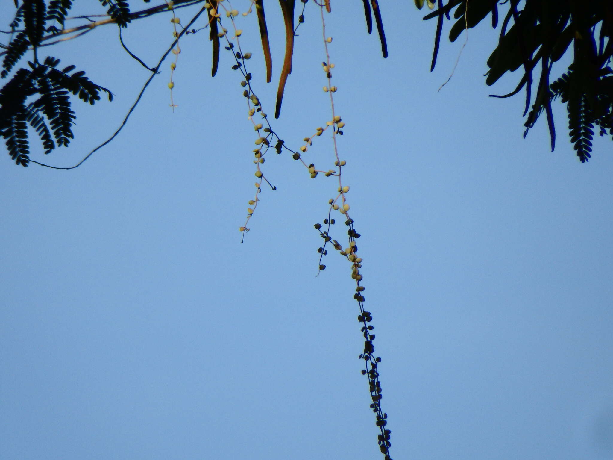 Image of Dischidia nummularia R. Br.