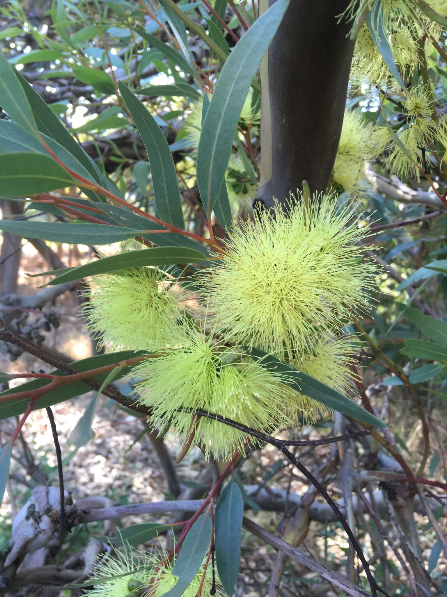 Image of long-flower marlock