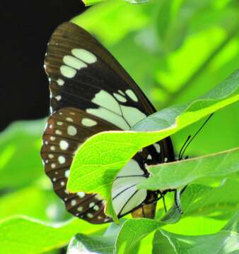 Image of Charaxes wakefieldi (Ward 1873)