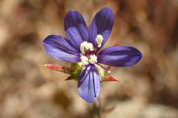 Image of sapphire woollystar