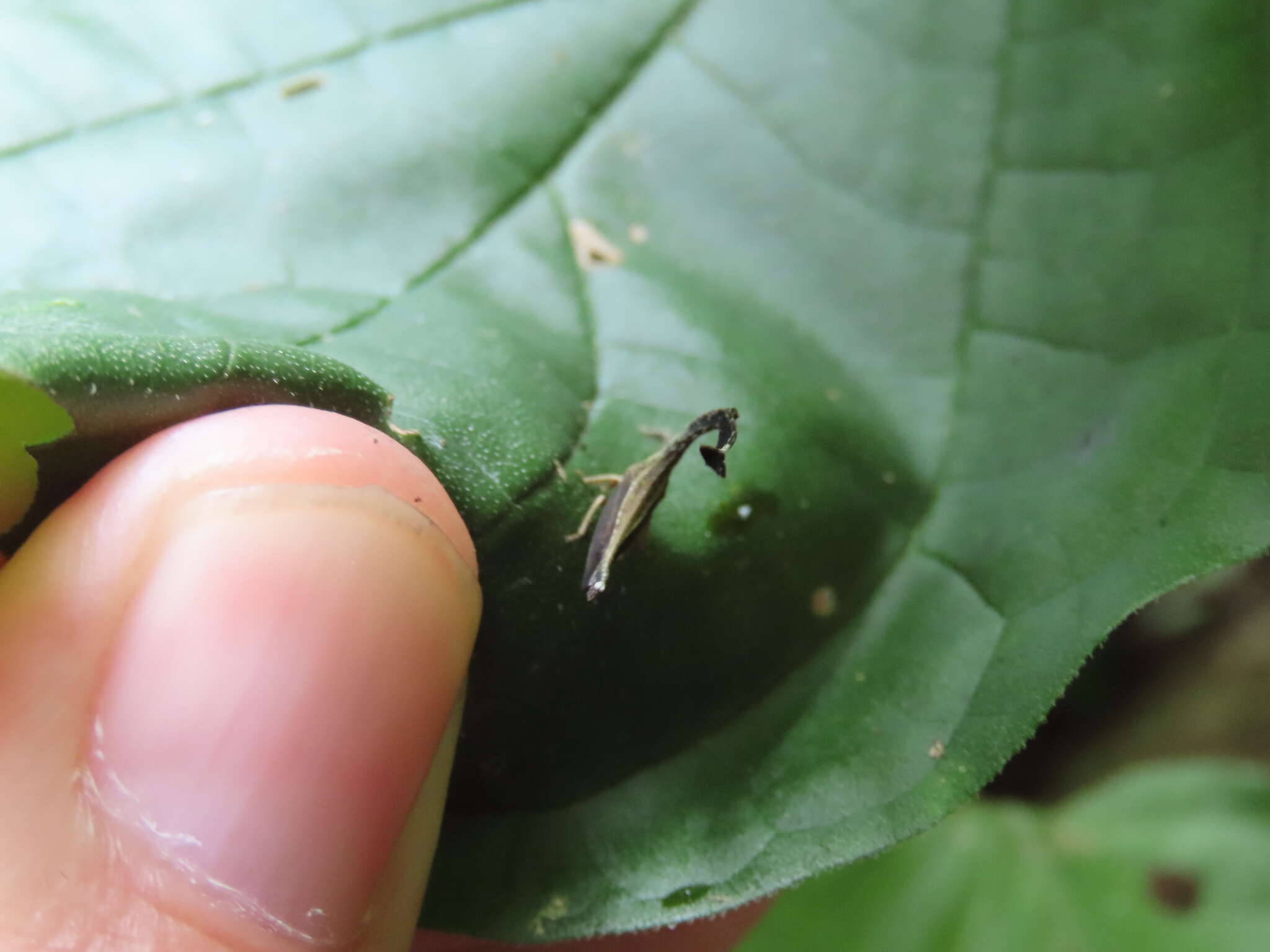 Imagem de Cladonota (Falculifera) apicalis Stål