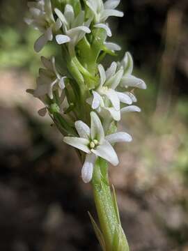 Image de Platanthera elegans subsp. elegans