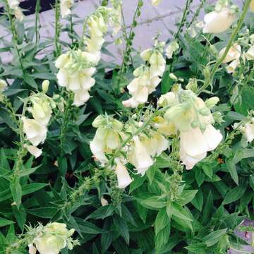 Image of Grecian foxglove