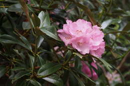 Imagem de Rhododendron degronianum Carr.