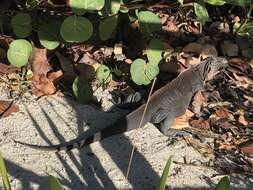 Image of Andros Island Iguana