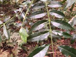 Imagem de Zanthoxylum brachyacanthum F. Müll.