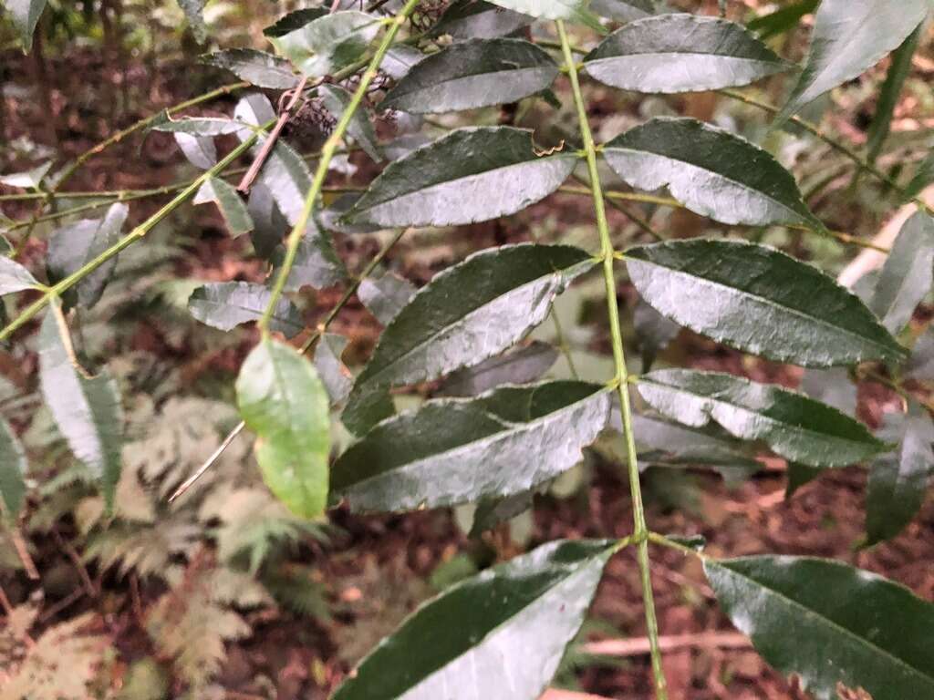 Image of Zanthoxylum brachyacanthum F. Müll.