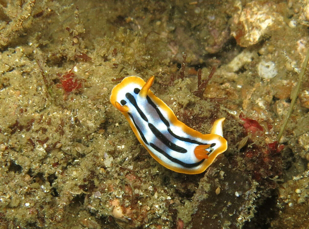 Image of Chromodoris strigata Rudman 1982