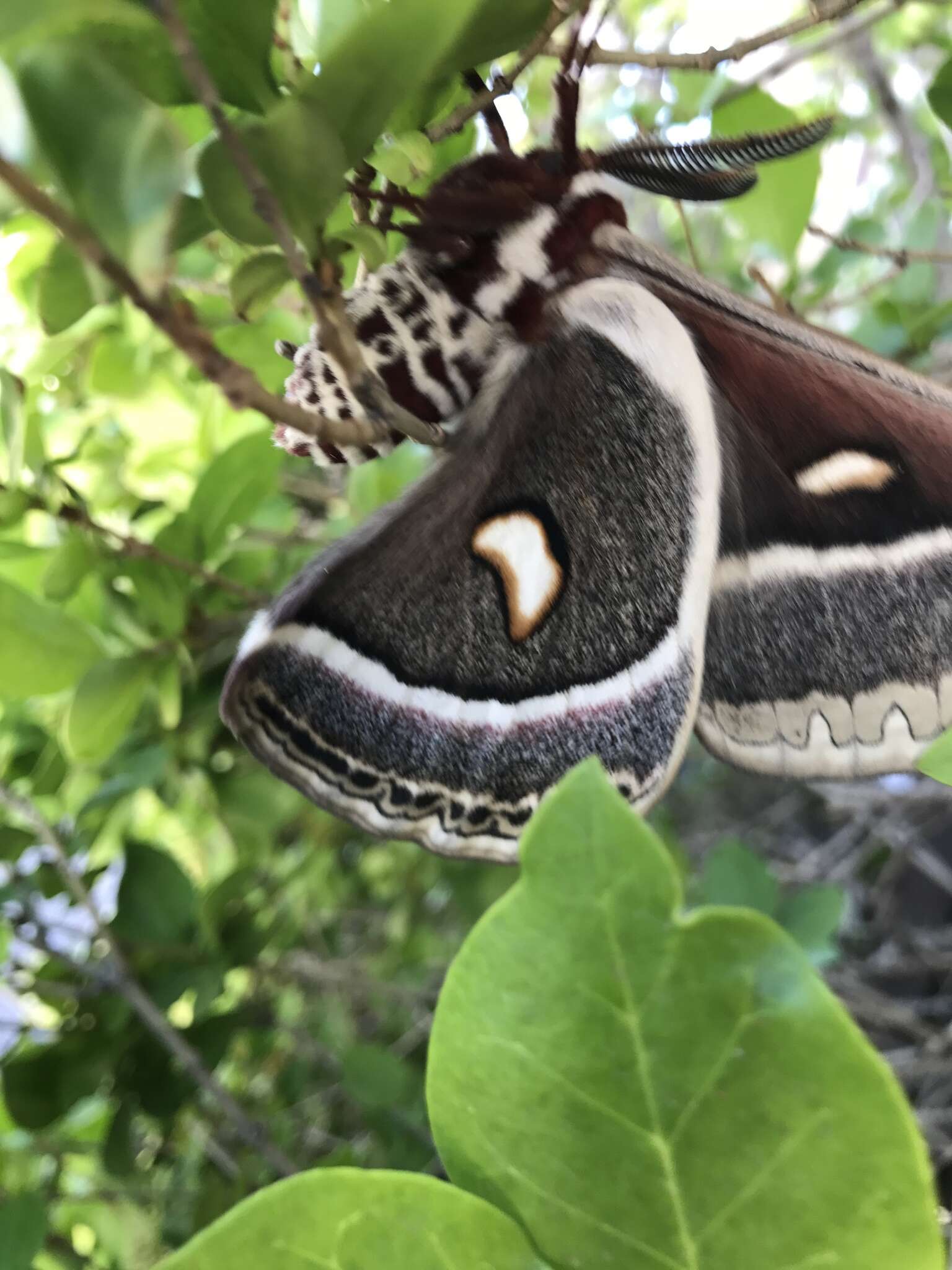 Image of Glover's Silkmoth