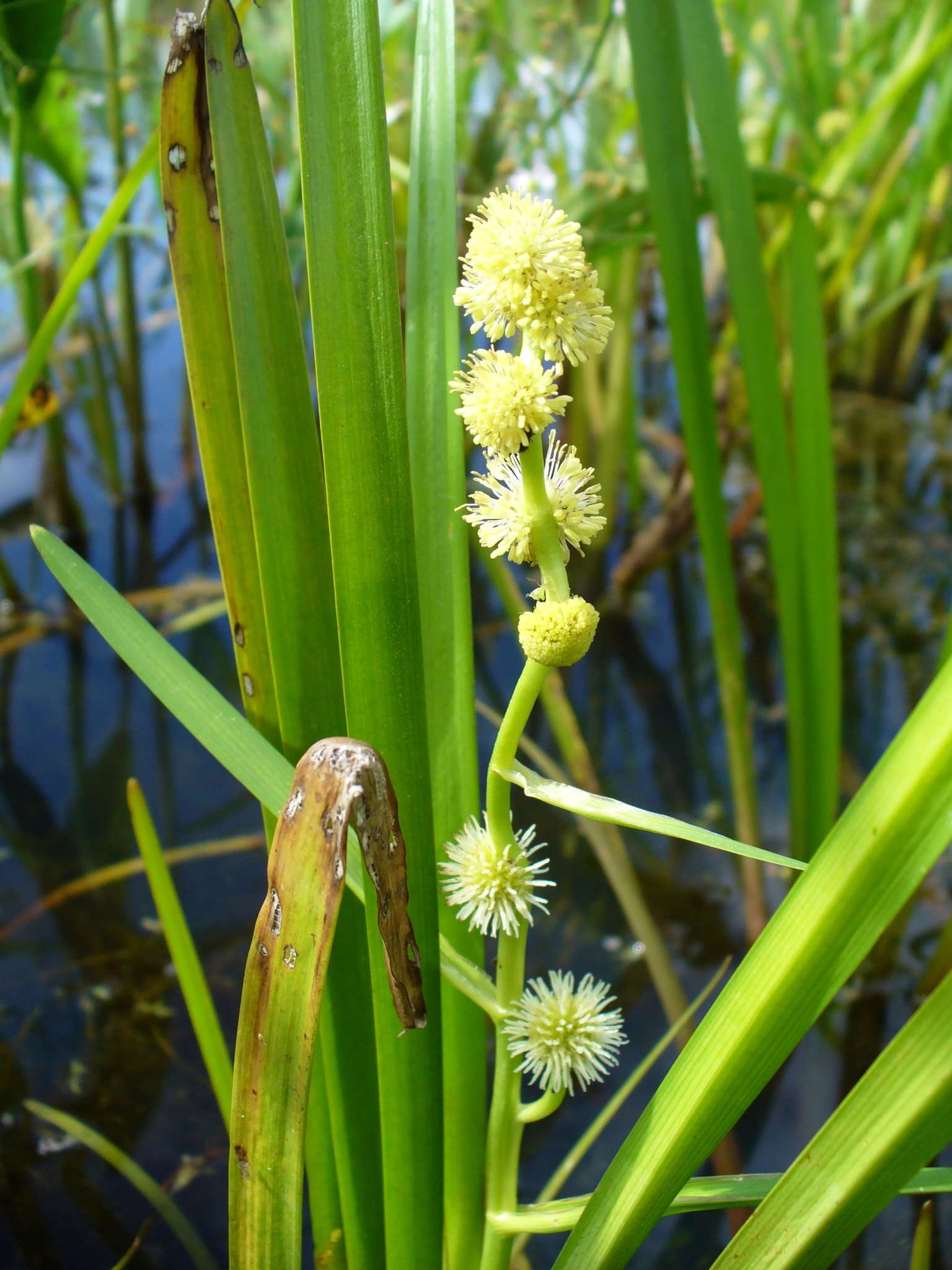 Image of European bur-reed