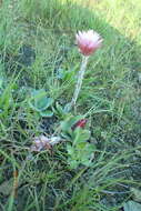 Image of Helichrysum ecklonis Sond.