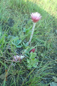 Image of Helichrysum ecklonis Sond.