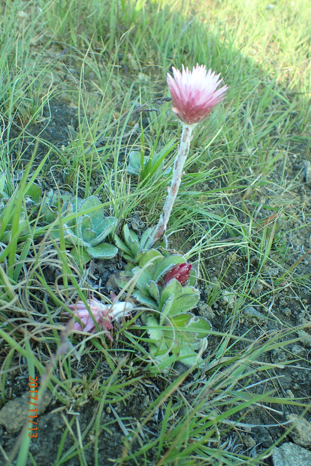 Image de Helichrysum ecklonis Sond.