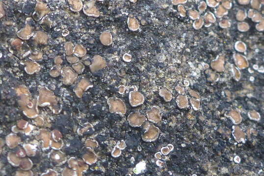 Image of false Russell's fishscale lichen