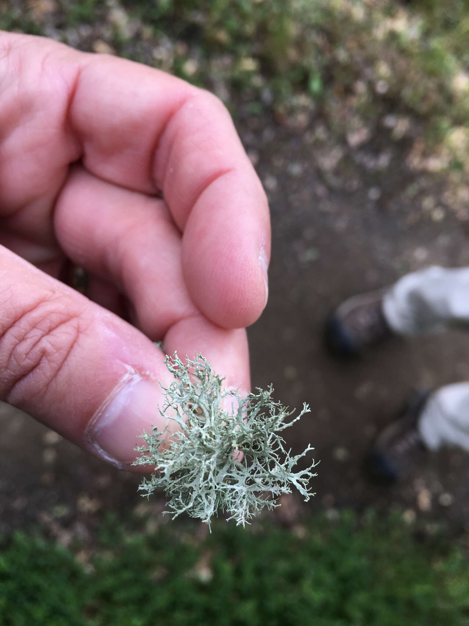 Image of farinose cartilage lichen