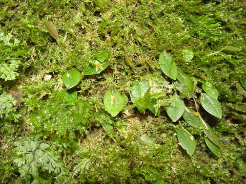 Image of Lepanthes falx-bellica Pupulin & Bogarín