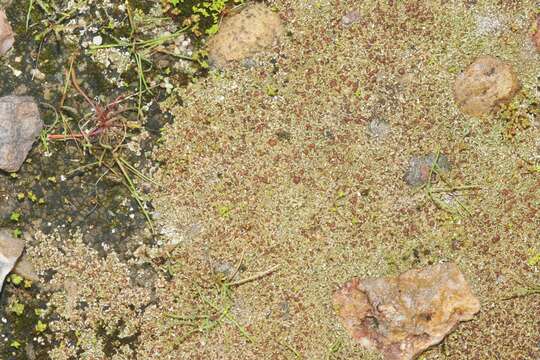 Image of Pacific fishscale lichen
