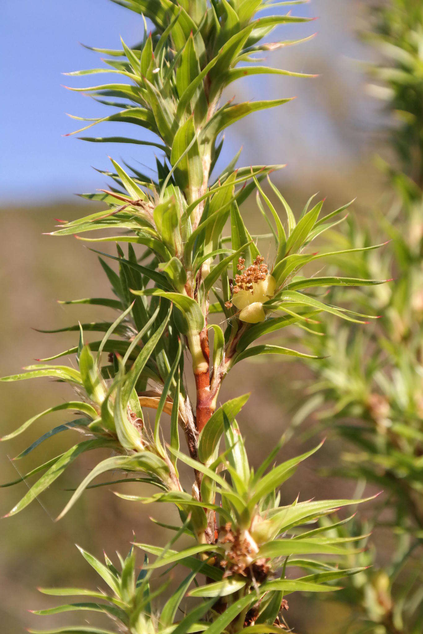 Image of Cliffortia lanceolata Weim.