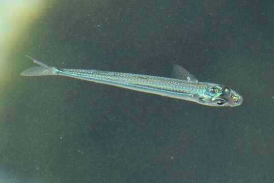 Image of Bullhead fry