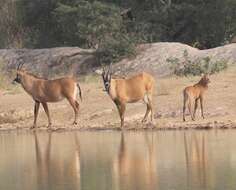 Image of Roan Antelope