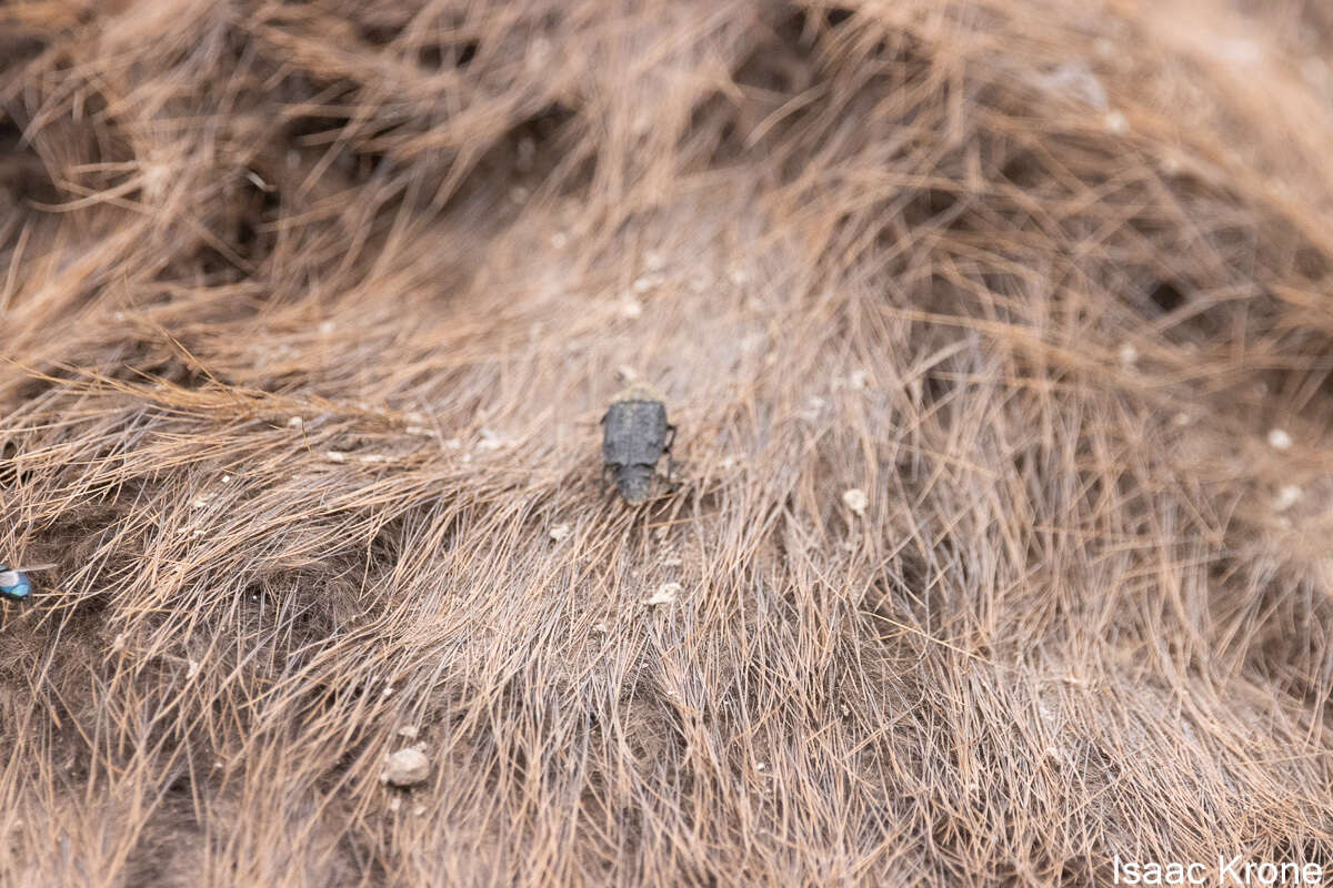 Image of Northern Carrion Beetle
