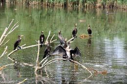 Image of Black Shag