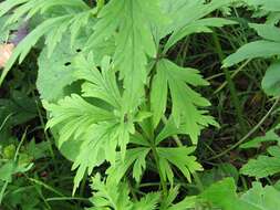 Image of Aconitum jaluense subsp. taigicola (Vorosh.) V. N. Voroshilov